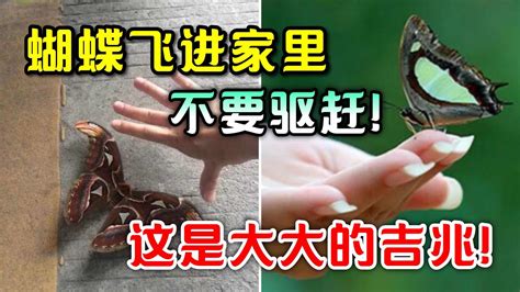 黃色蝴蝶飛進家裡|蝴蝶飛進家，如何應對趨吉避兇？